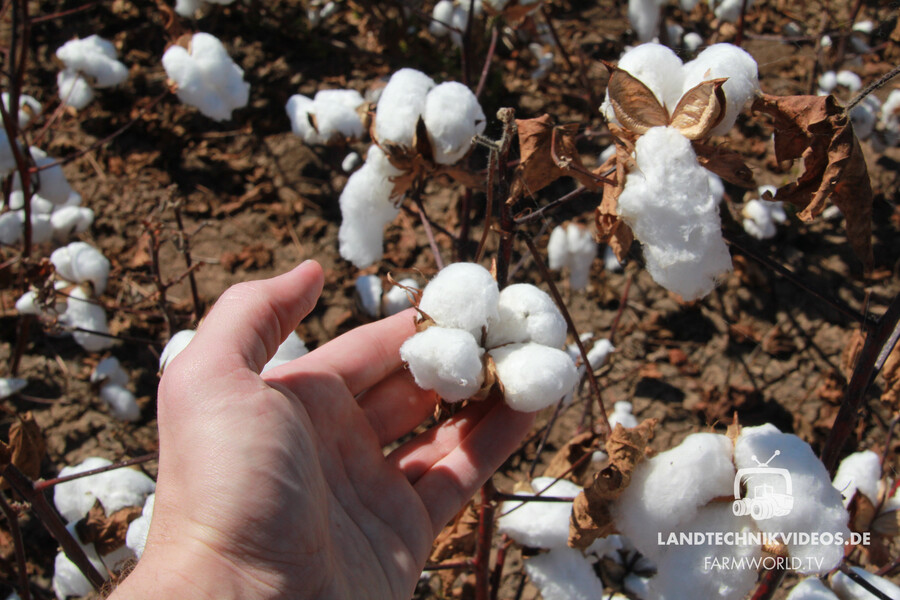 Cotton Harvest_03.jpg